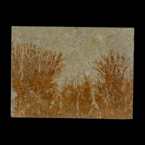 3.1" Pyrolusite Dendritic Sandstone Solnhofen Upper Jurassic Age West Germany - Fossil Age Minerals