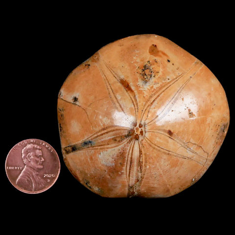 56MM Pygurus Marmonti Sea Urchin Fossil Sand Dollar Jurassic Age Madagascar - Fossil Age Minerals