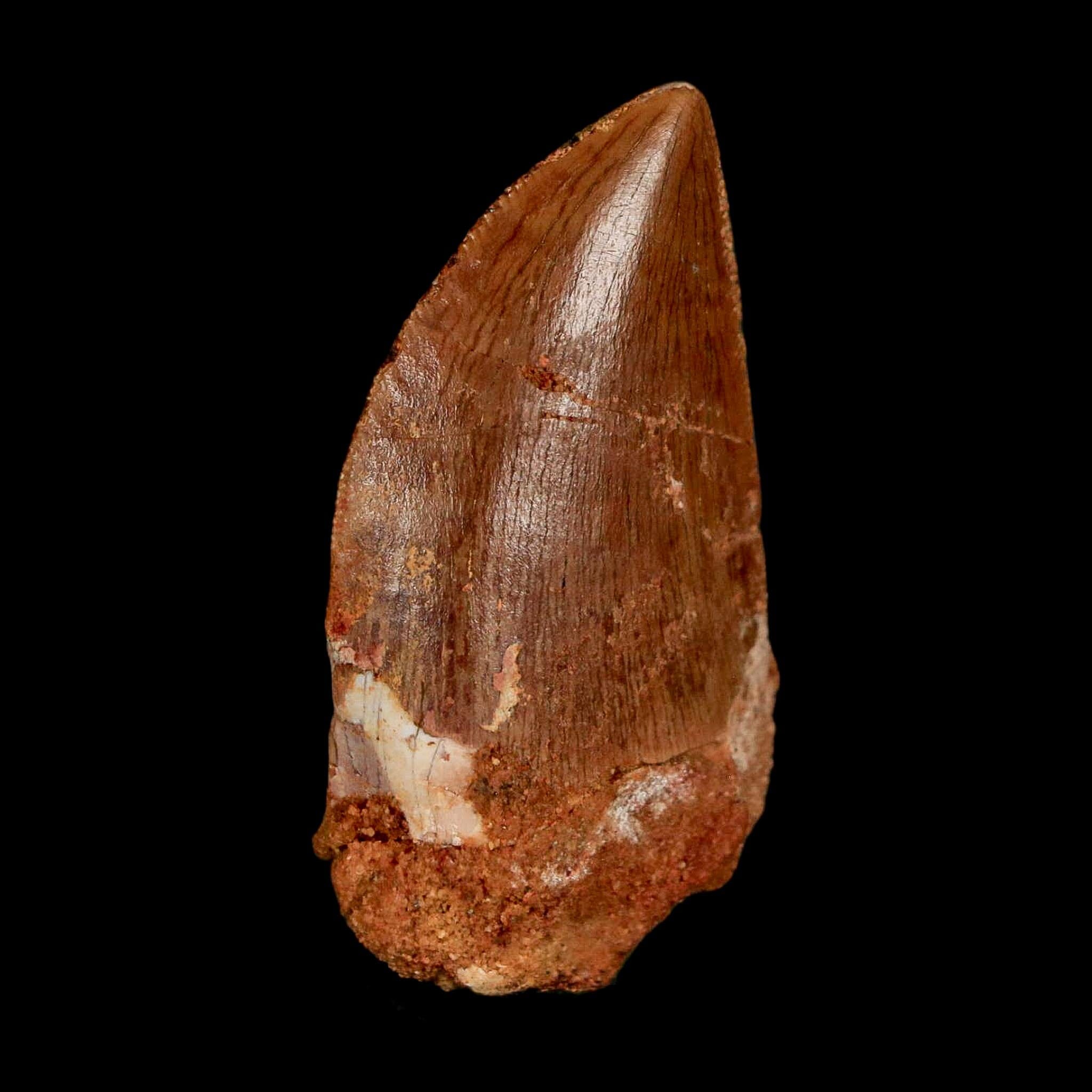 1.8" Carcharodontosaurus Fossil Tooth Cretaceous Dinosaur Morocco COA Stand - Fossil Age Minerals