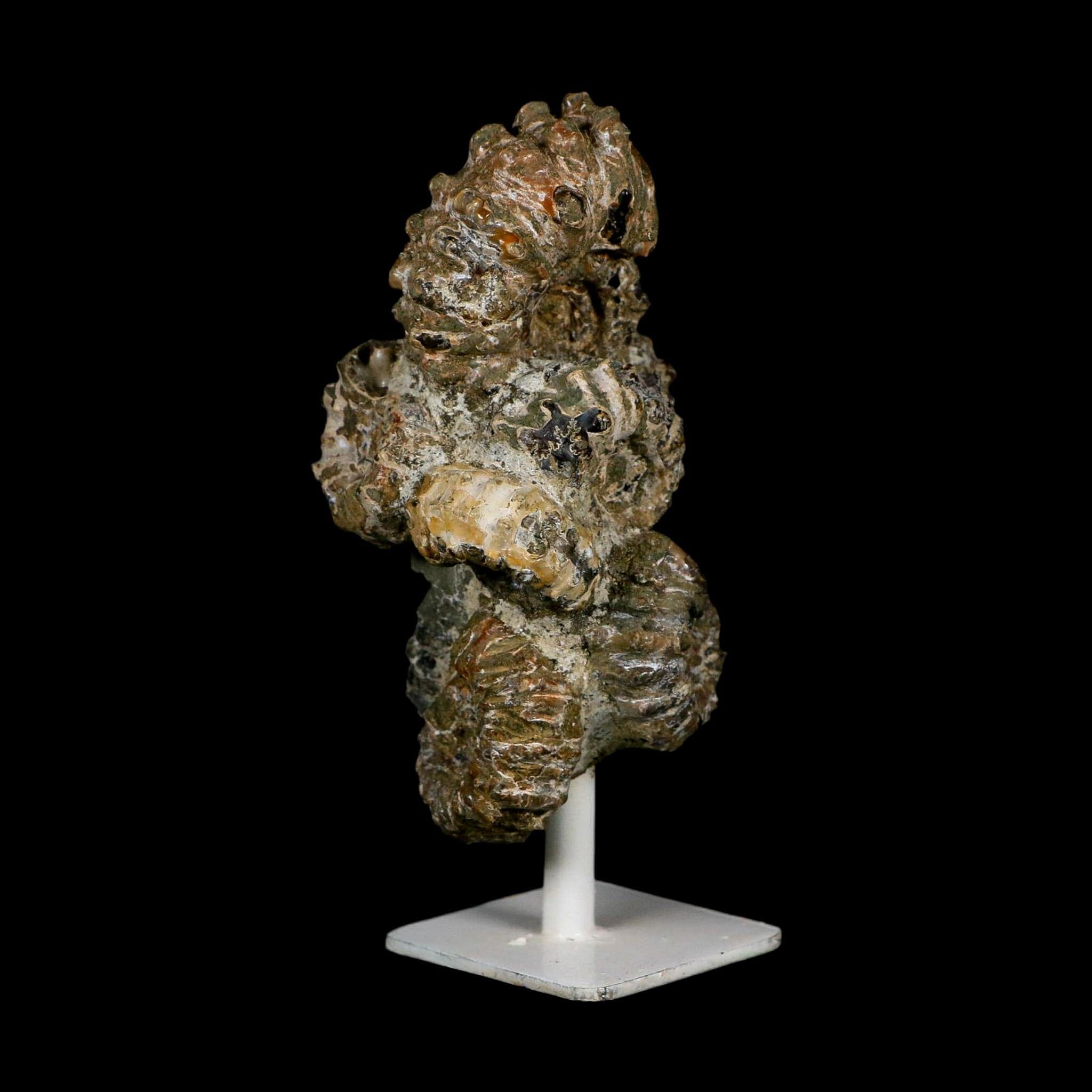 4.3" Douvilleiceras Tractor Ammonite Fossil Cluster on Stand Madagascar Jurassic Age