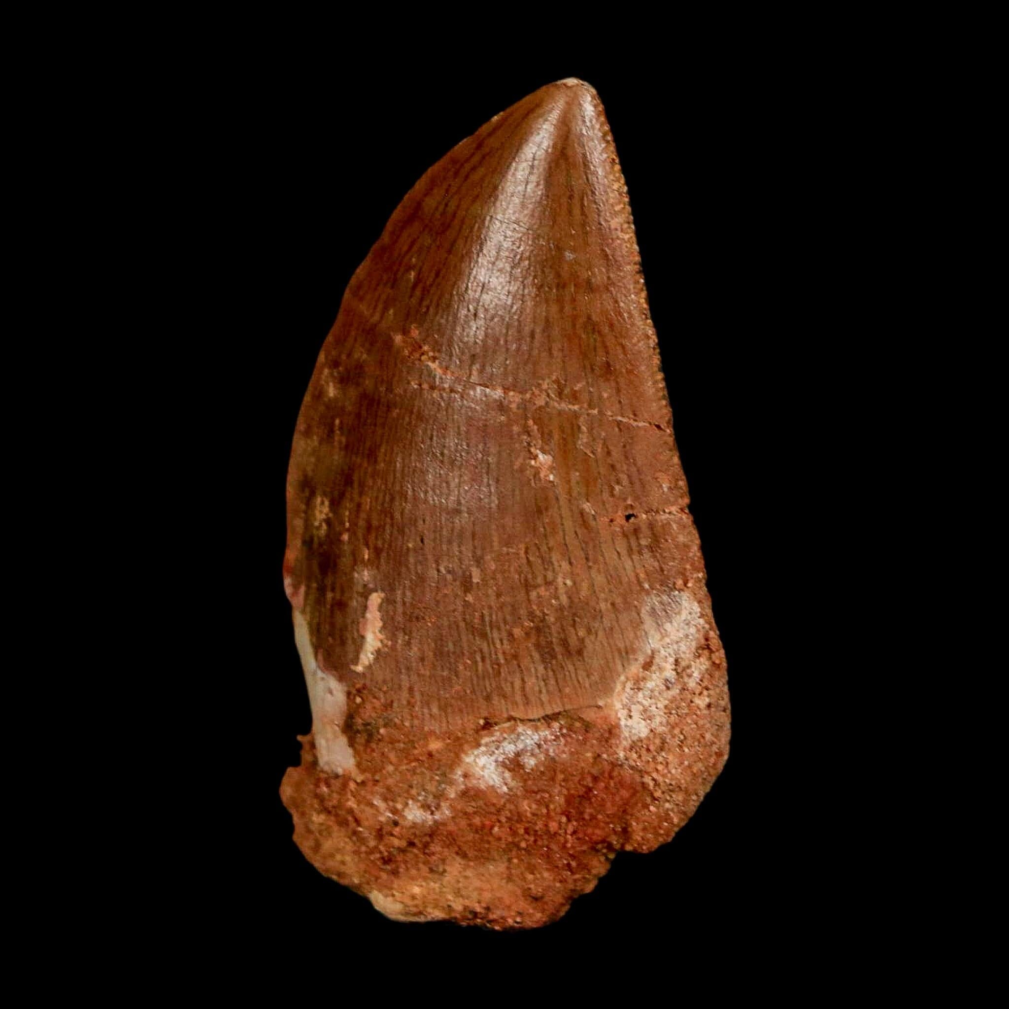 1.8" Carcharodontosaurus Fossil Tooth Cretaceous Dinosaur Morocco COA Stand - Fossil Age Minerals