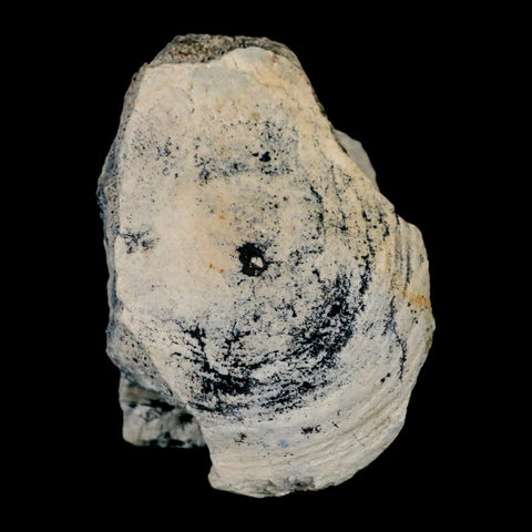 3.1" Brontothere Fossil Vertebrae Bone Eocene Age Badlands S Dakota Titanothere COA - Fossil Age Minerals