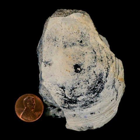 3.1" Brontothere Fossil Vertebrae Bone Eocene Age Badlands S Dakota Titanothere COA - Fossil Age Minerals