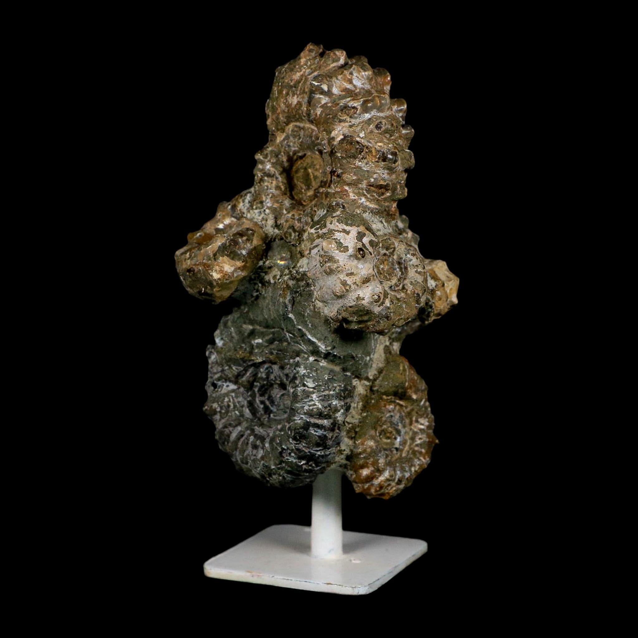 4.3" Douvilleiceras Tractor Ammonite Fossil Cluster on Stand Madagascar Jurassic Age