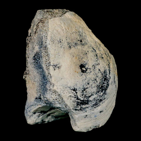 3.1" Brontothere Fossil Vertebrae Bone Eocene Age Badlands S Dakota Titanothere COA - Fossil Age Minerals