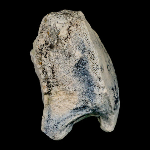 3.1" Brontothere Fossil Vertebrae Bone Eocene Age Badlands S Dakota Titanothere COA - Fossil Age Minerals