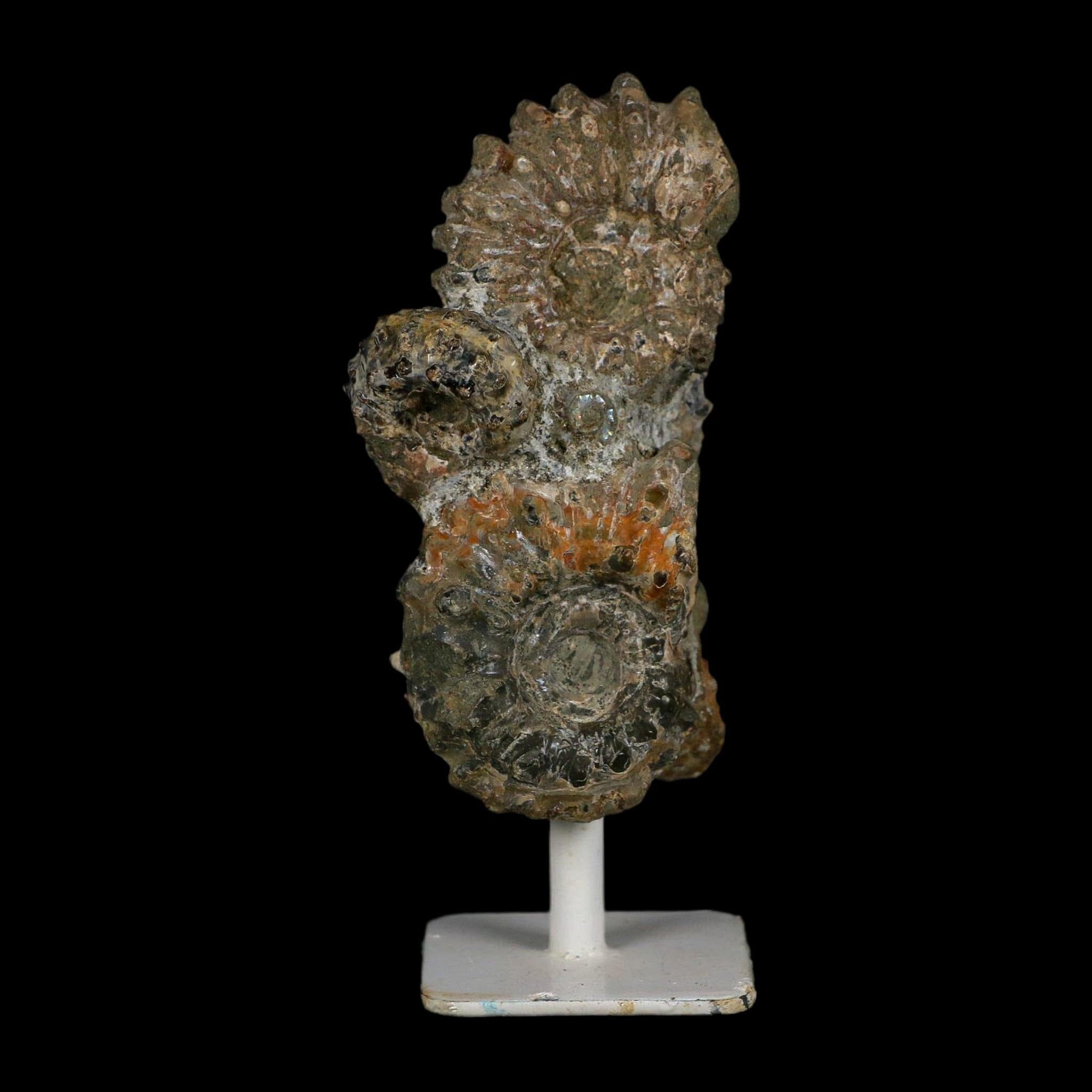 4.1" Douvilleiceras Tractor Ammonite Fossil Cluster on Stand Madagascar Jurassic Age