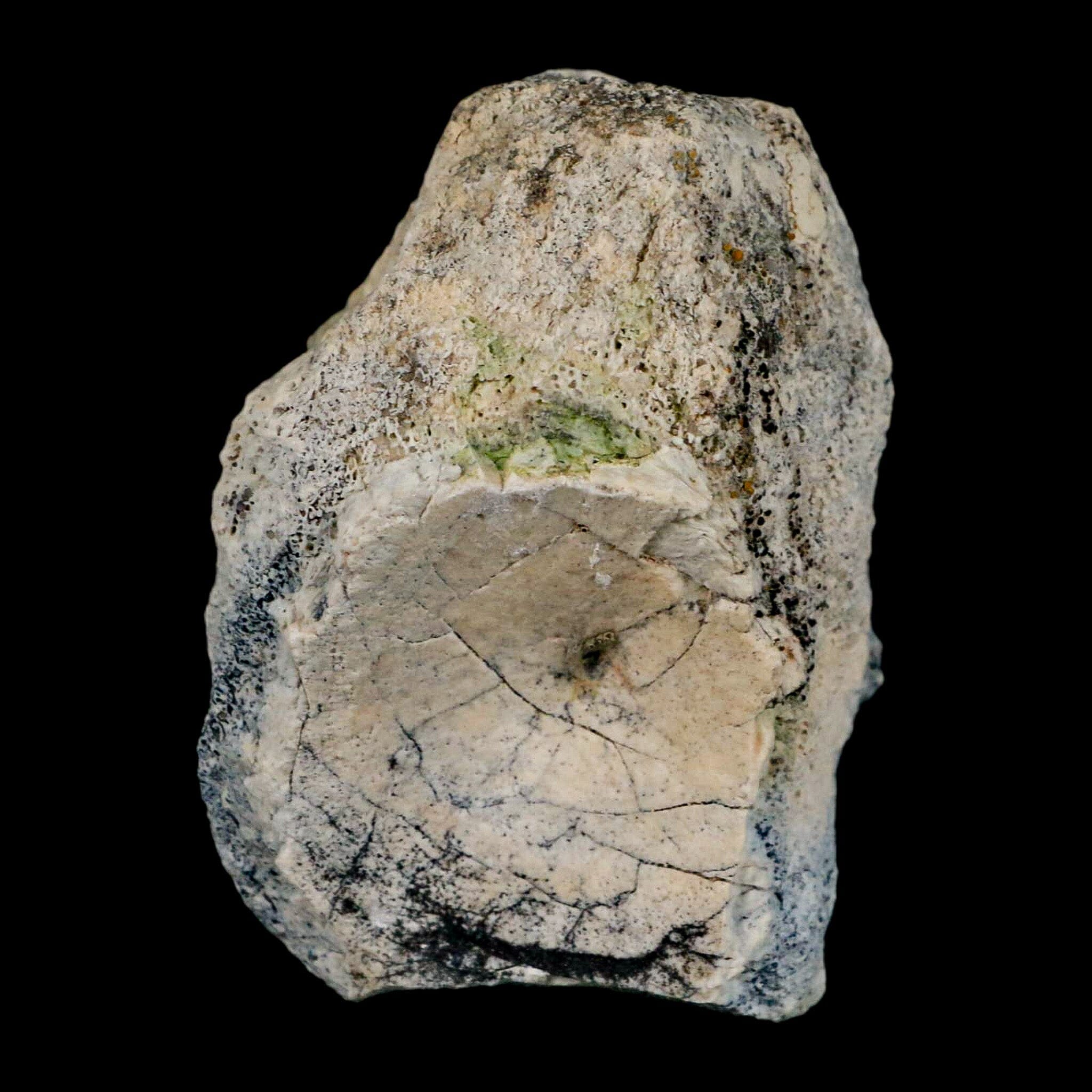 3.1" Brontothere Fossil Vertebrae Bone Eocene Age Badlands S Dakota Titanothere COA - Fossil Age Minerals