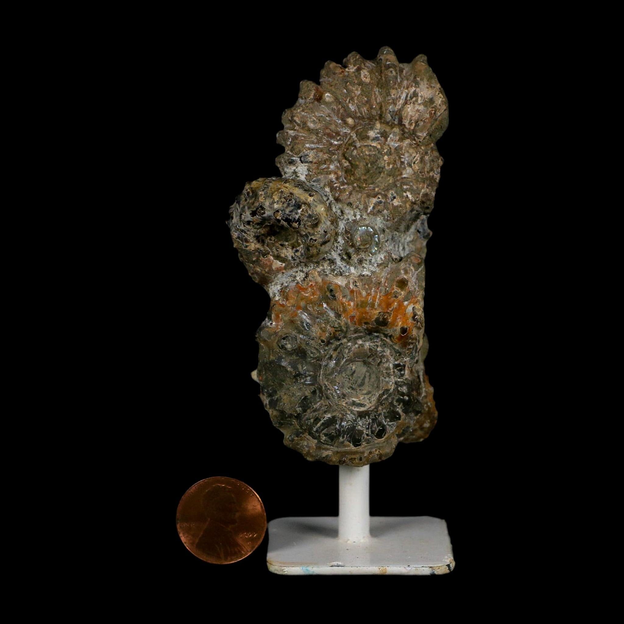 4.1" Douvilleiceras Tractor Ammonite Fossil Cluster on Stand Madagascar Jurassic Age