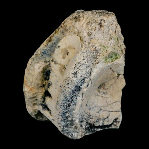 3.1" Brontothere Fossil Vertebrae Bone Eocene Age Badlands S Dakota Titanothere COA - Fossil Age Minerals