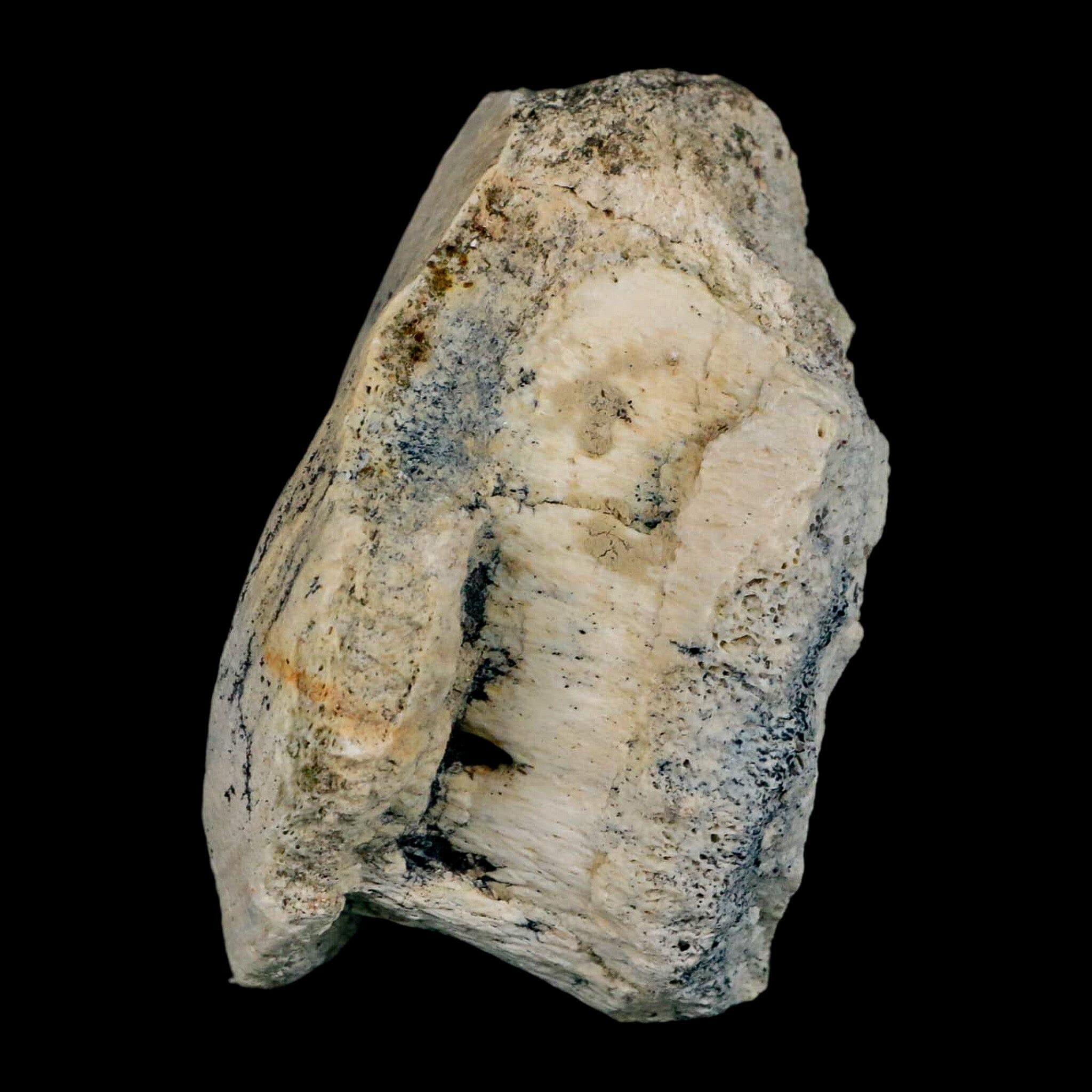 3.1" Brontothere Fossil Vertebrae Bone Eocene Age Badlands S Dakota Titanothere COA - Fossil Age Minerals