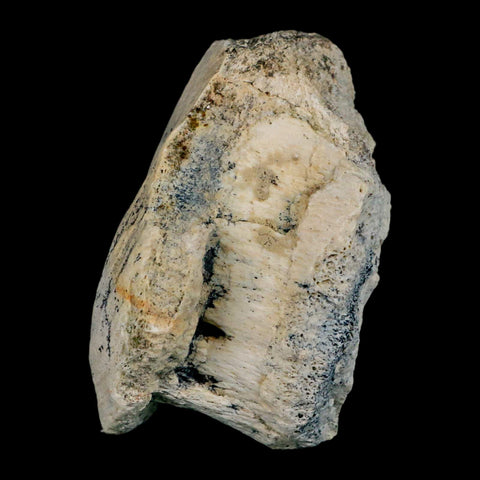 3.1" Brontothere Fossil Vertebrae Bone Eocene Age Badlands S Dakota Titanothere COA - Fossil Age Minerals