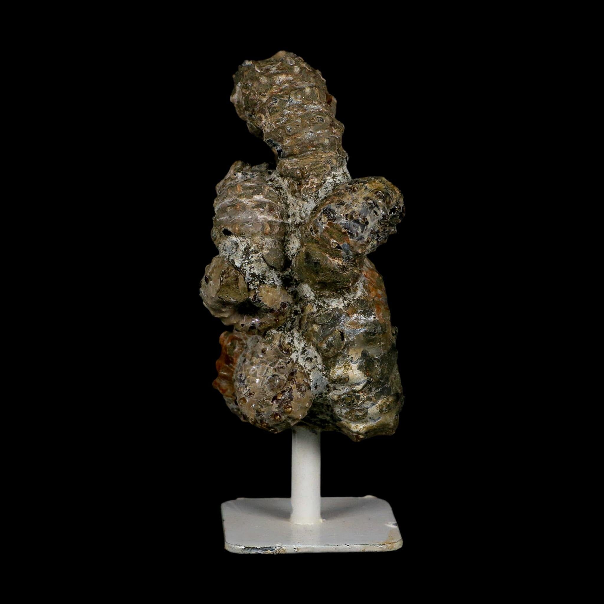 4.1" Douvilleiceras Tractor Ammonite Fossil Cluster on Stand Madagascar Jurassic Age