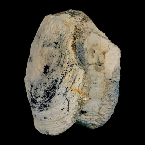 3.1" Brontothere Fossil Vertebrae Bone Eocene Age Badlands S Dakota Titanothere COA - Fossil Age Minerals