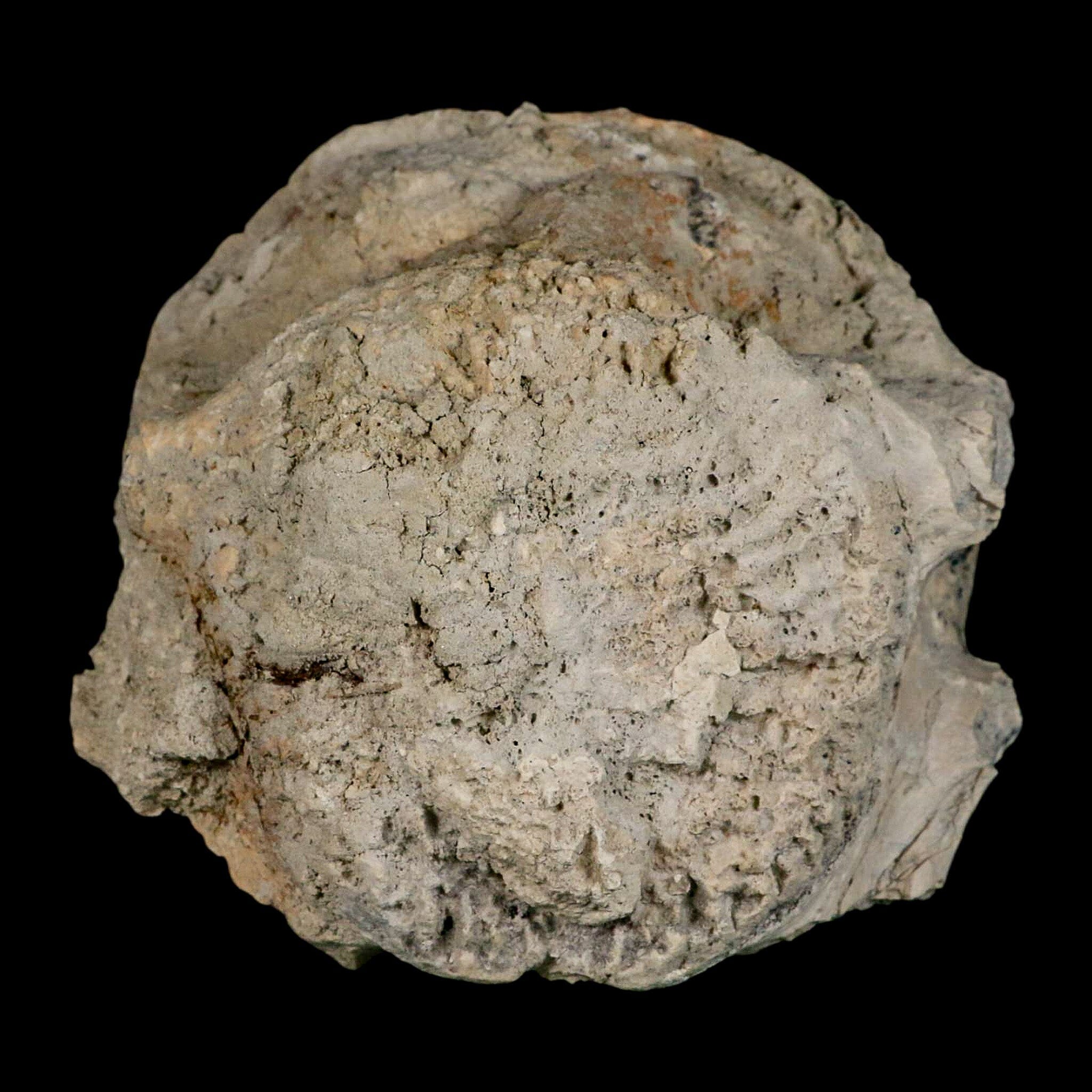 5" Brontothere Fossil Vertebrae Bone Eocene Age Badlands S Dakota Titanothere COA - Fossil Age Minerals