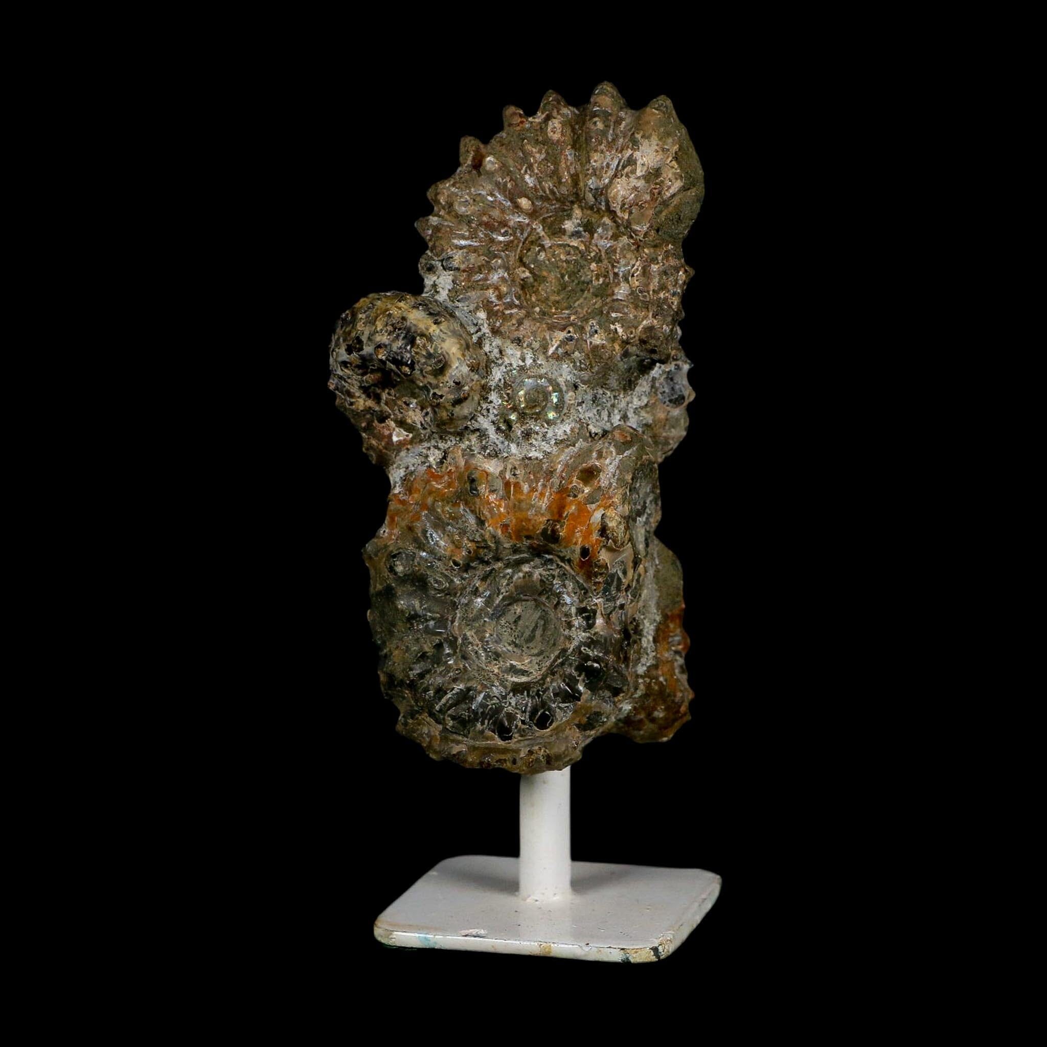 4.1" Douvilleiceras Tractor Ammonite Fossil Cluster on Stand Madagascar Jurassic Age