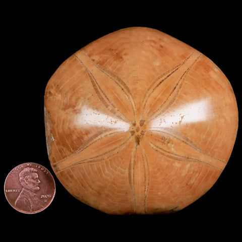 71MM Pygurus Marmonti Sea Urchin Fossil Sand Dollar Jurassic Age Madagascar - Fossil Age Minerals