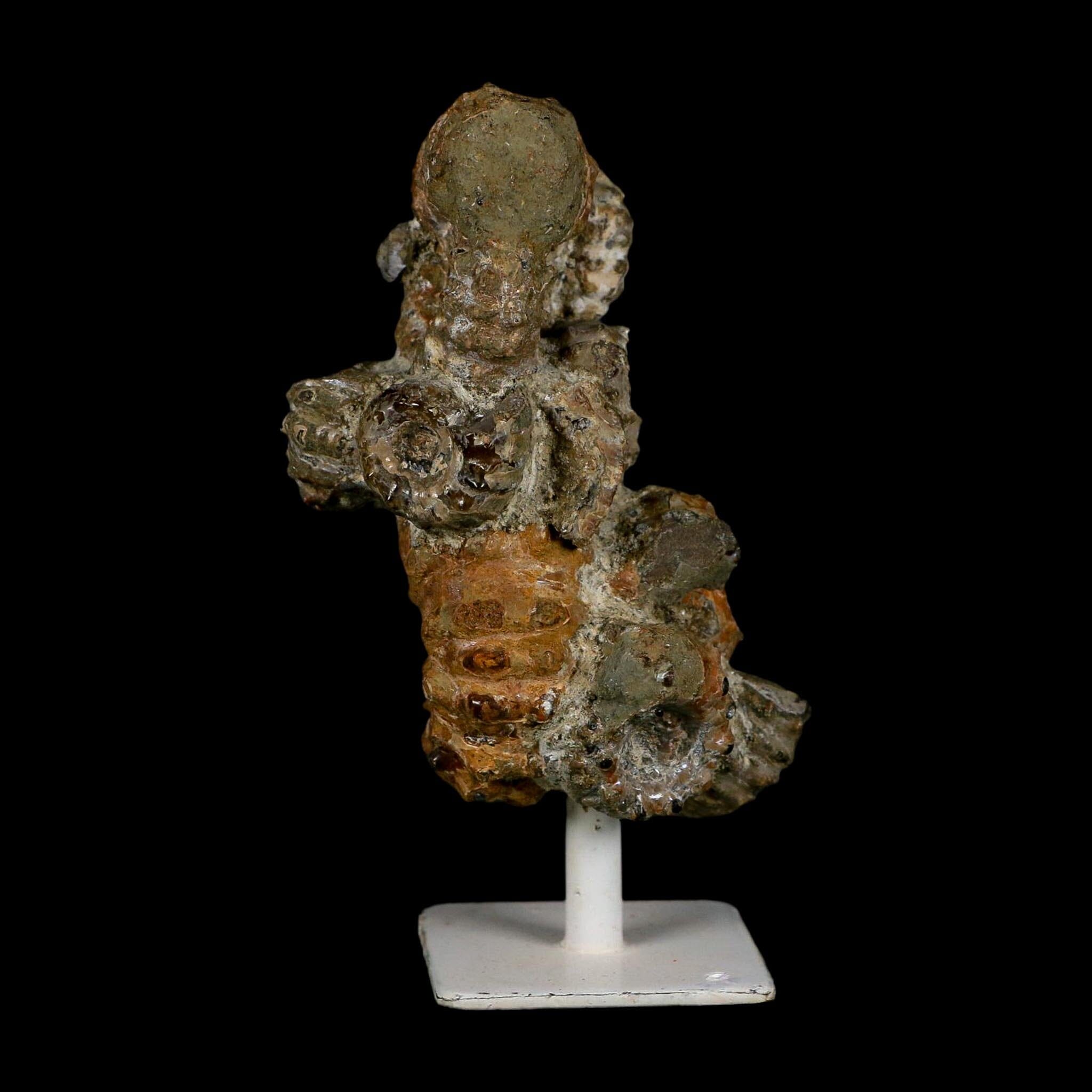 4.1" Douvilleiceras Tractor Ammonite Fossil Cluster on Stand Madagascar Jurassic Age