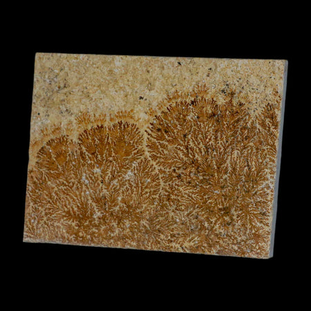 3.1" Pyrolusite Dendritic Limestone Solnhofen Upper Jurassic Age West Germany