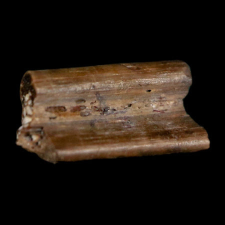 0.4" Dimetrodon Sail Spine Bone Fossil Permian Age Waurika Oklahoma COA, Display