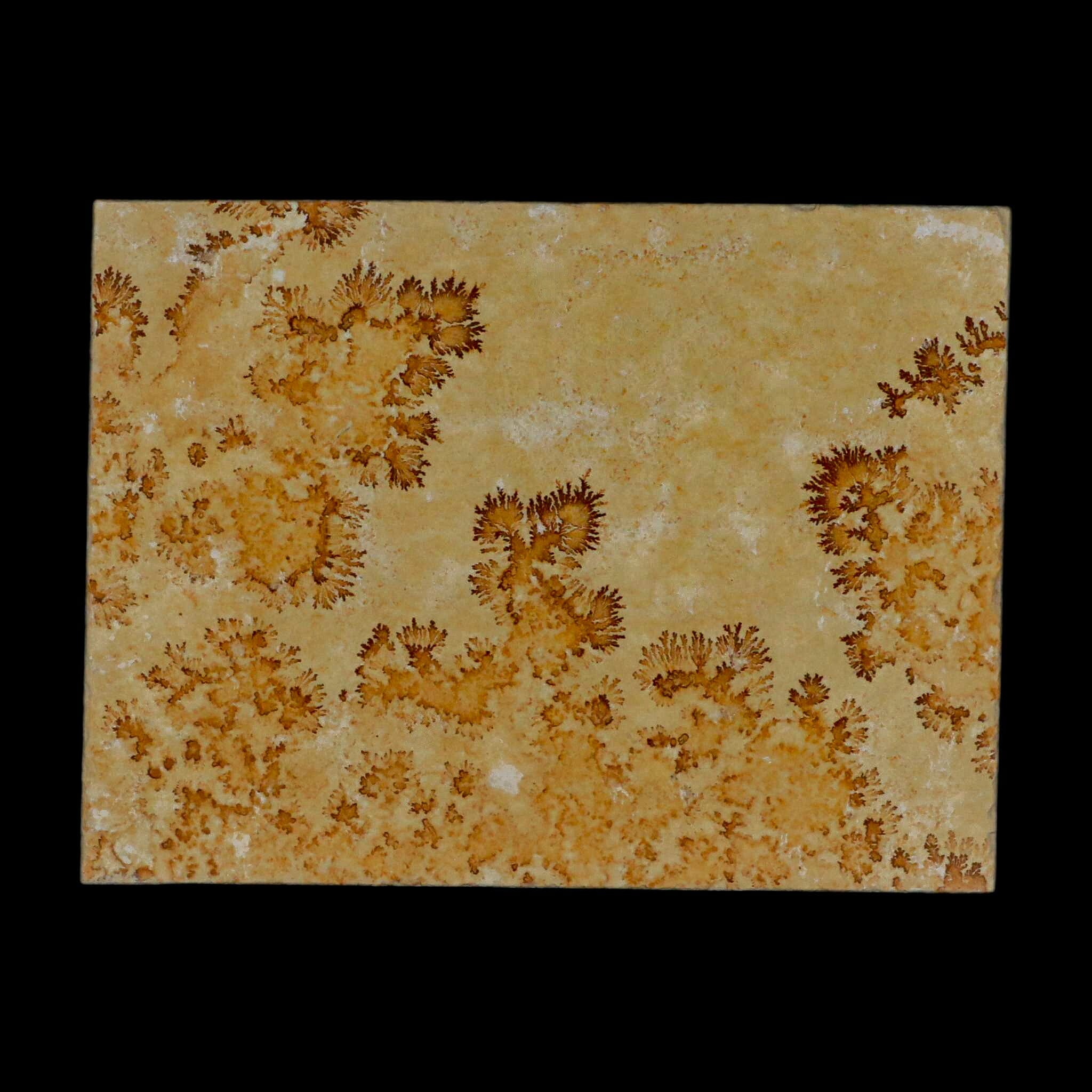 3.1" Pyrolusite Dendritic Limestone Solnhofen Upper Jurassic Age West Germany - Fossil Age Minerals