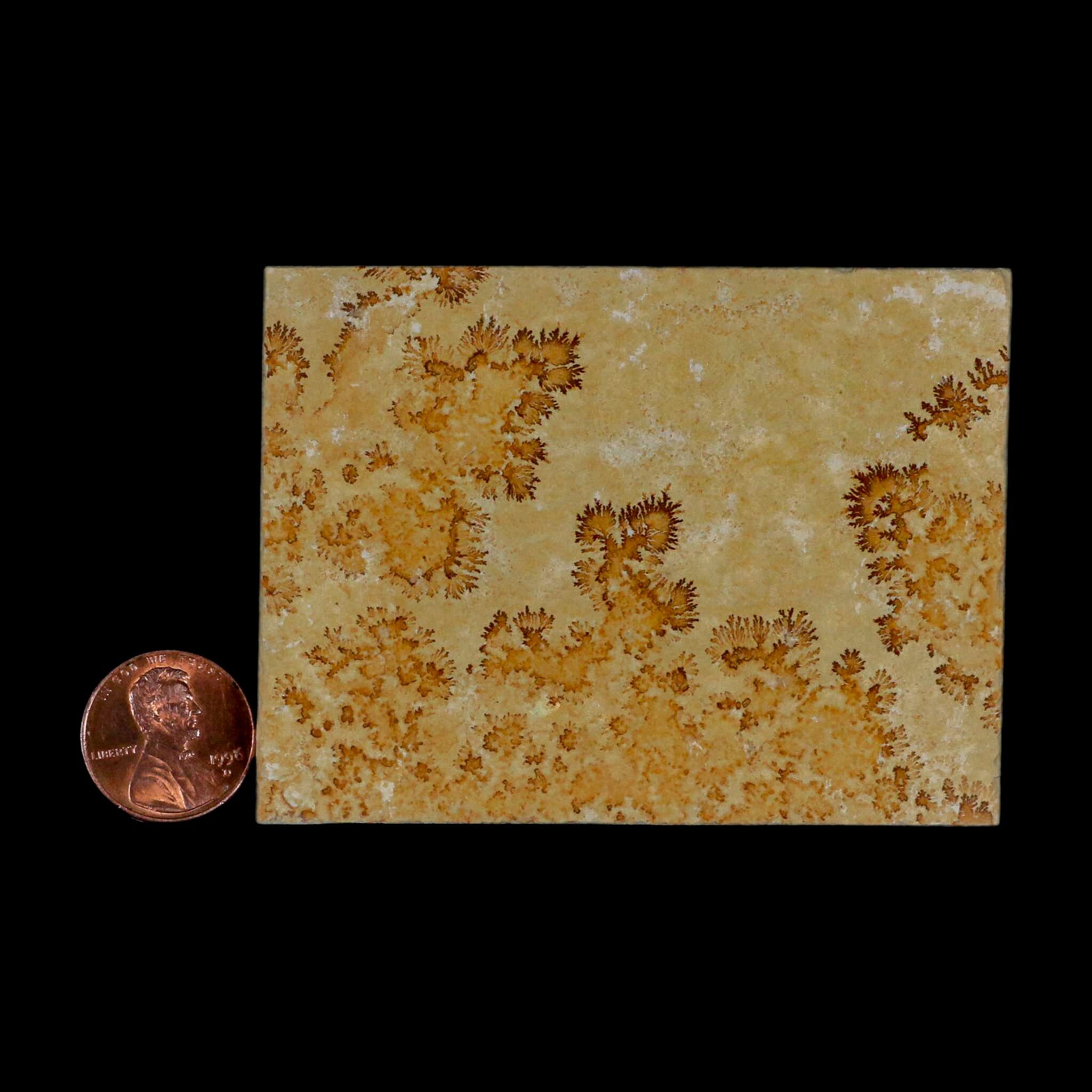 3.1" Pyrolusite Dendritic Limestone Solnhofen Upper Jurassic Age West Germany - Fossil Age Minerals
