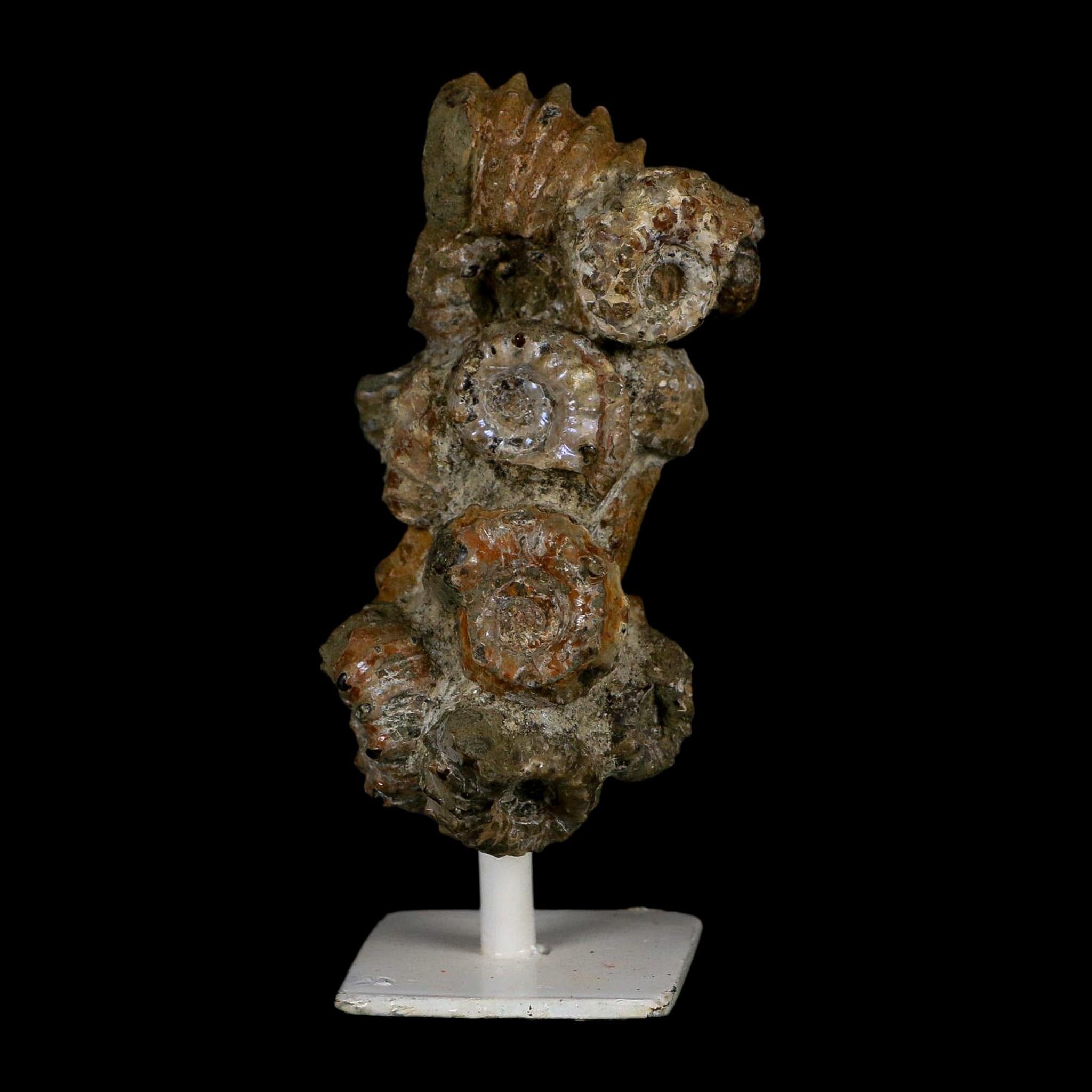 4.1" Douvilleiceras Tractor Ammonite Fossil Cluster on Stand Madagascar Jurassic Age