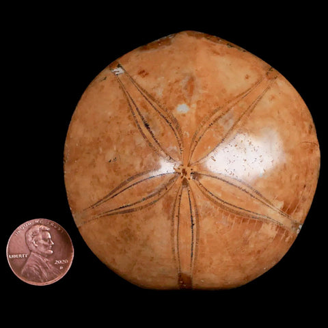 72MM Pygurus Marmonti Sea Urchin Fossil Sand Dollar Jurassic Age Madagascar - Fossil Age Minerals