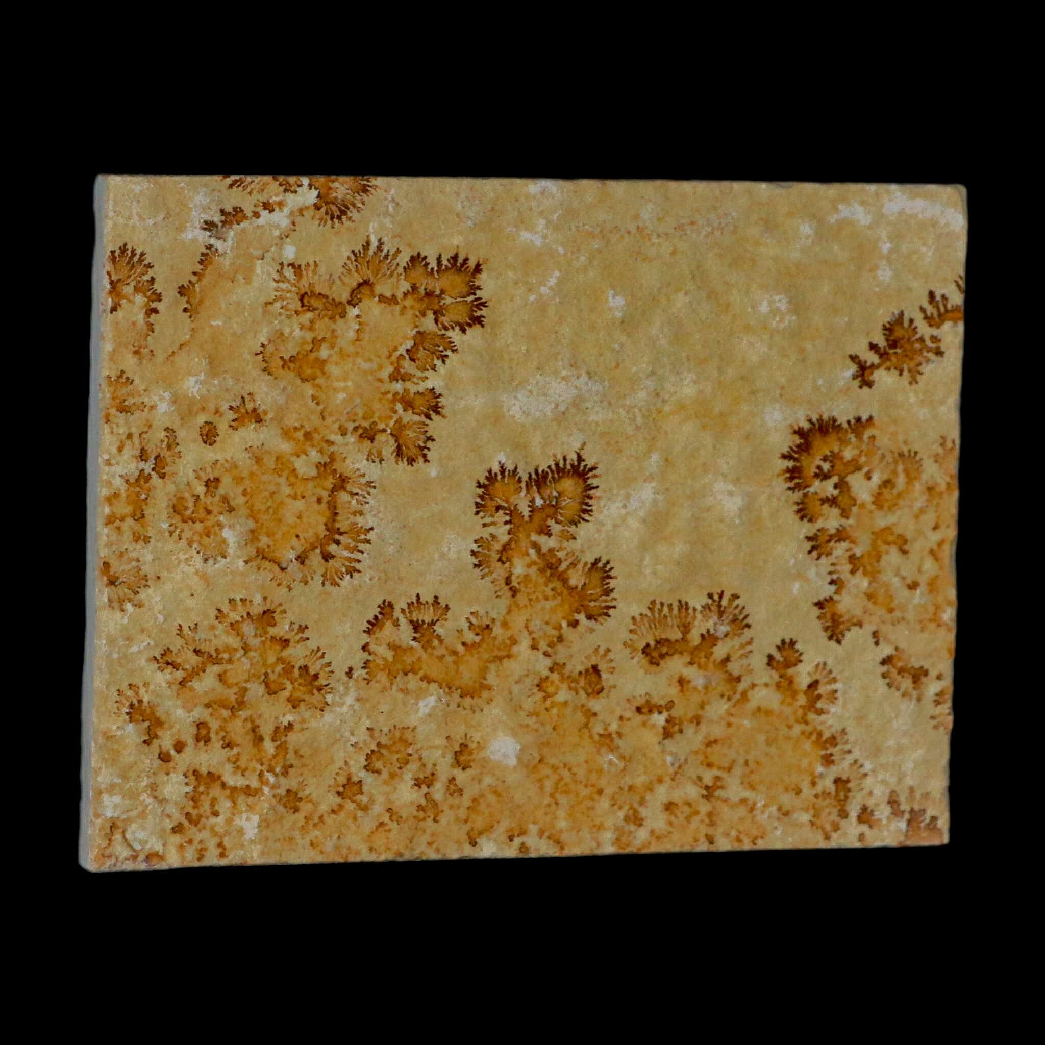 3.1" Pyrolusite Dendritic Limestone Solnhofen Upper Jurassic Age West Germany - Fossil Age Minerals