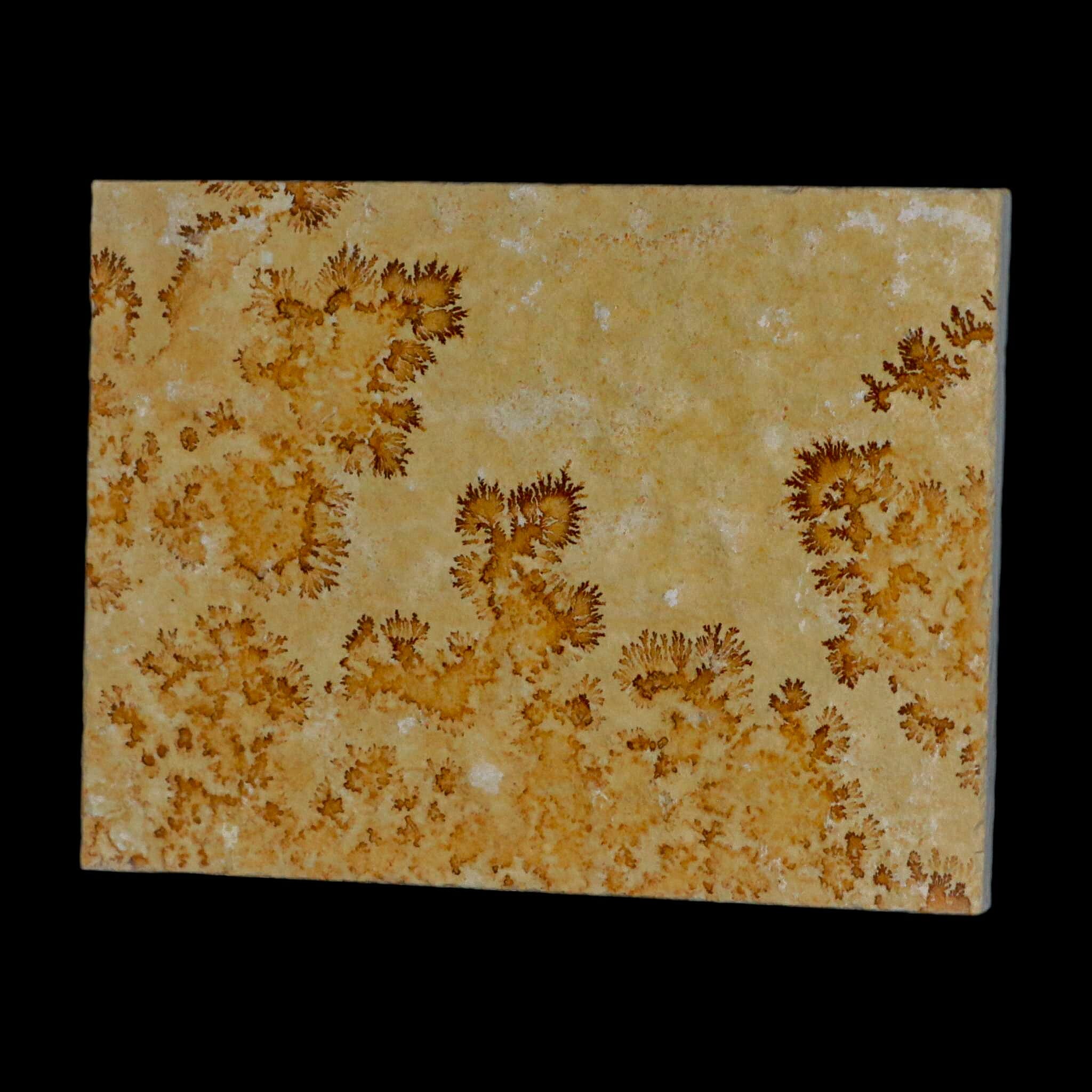 3.1" Pyrolusite Dendritic Limestone Solnhofen Upper Jurassic Age West Germany - Fossil Age Minerals