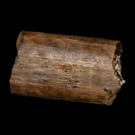 0.4" Dimetrodon Sail Spine Bone Fossil Permian Age Waurika Oklahoma COA, Display