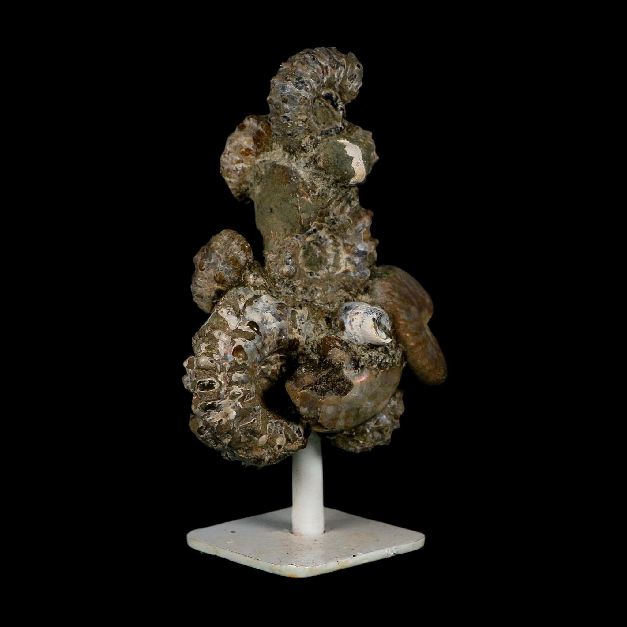 4" Douvilleiceras Tractor Ammonite Fossil Cluster on Stand Madagascar Jurassic Age