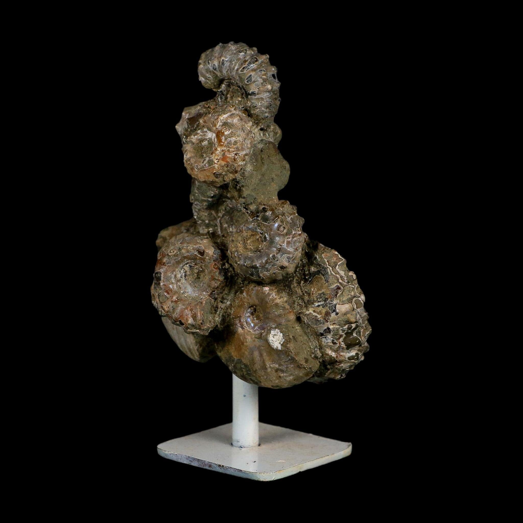 4" Douvilleiceras Tractor Ammonite Fossil Cluster on Stand Madagascar Jurassic Age