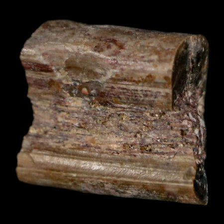 0.3" Dimetrodon Sail Spine Bone Fossil Permian Age Waurika Oklahoma COA, Display