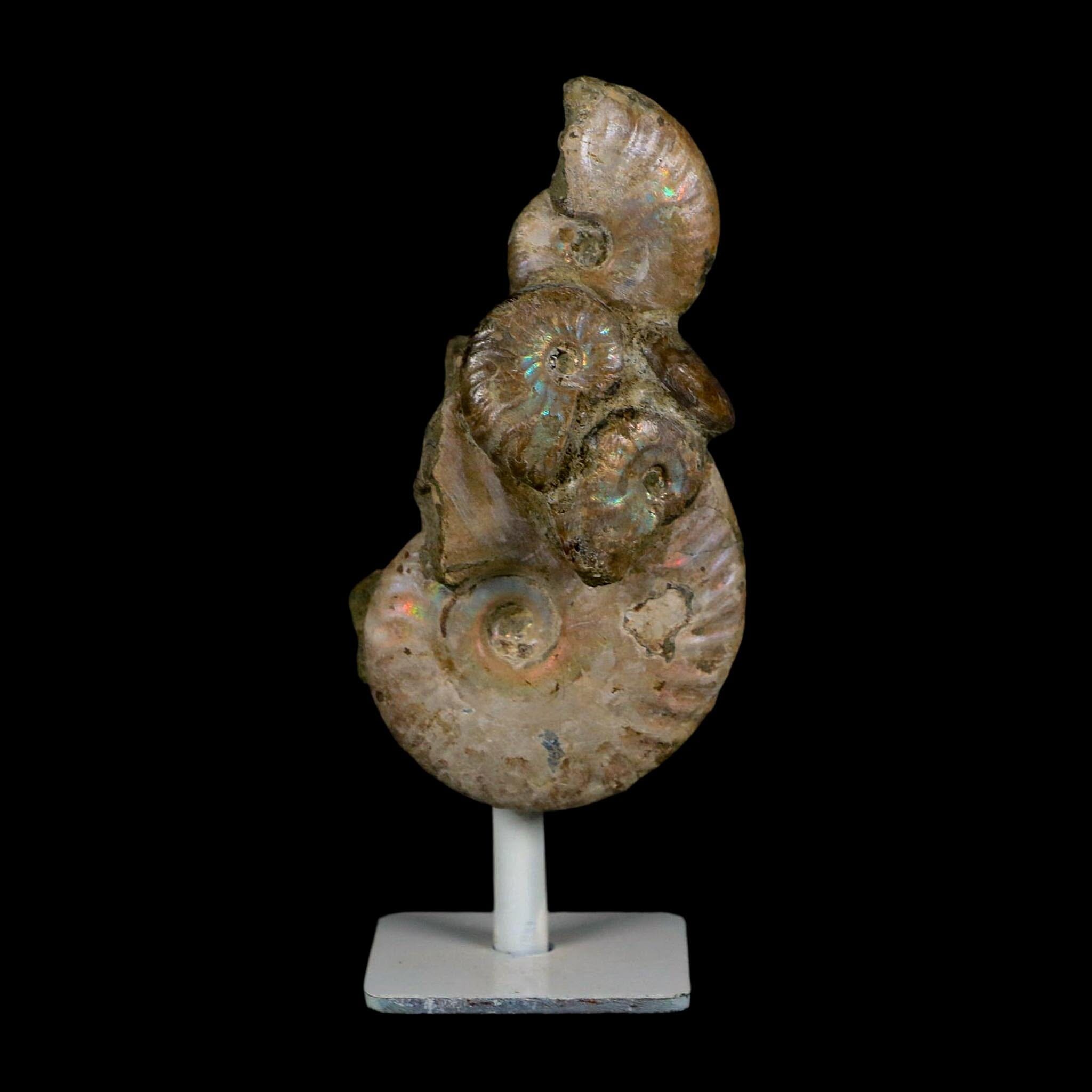 4.2" Cleoniceras Opalized Ammonites Fossil Cluster on Stand Madagascar Jurassic Age