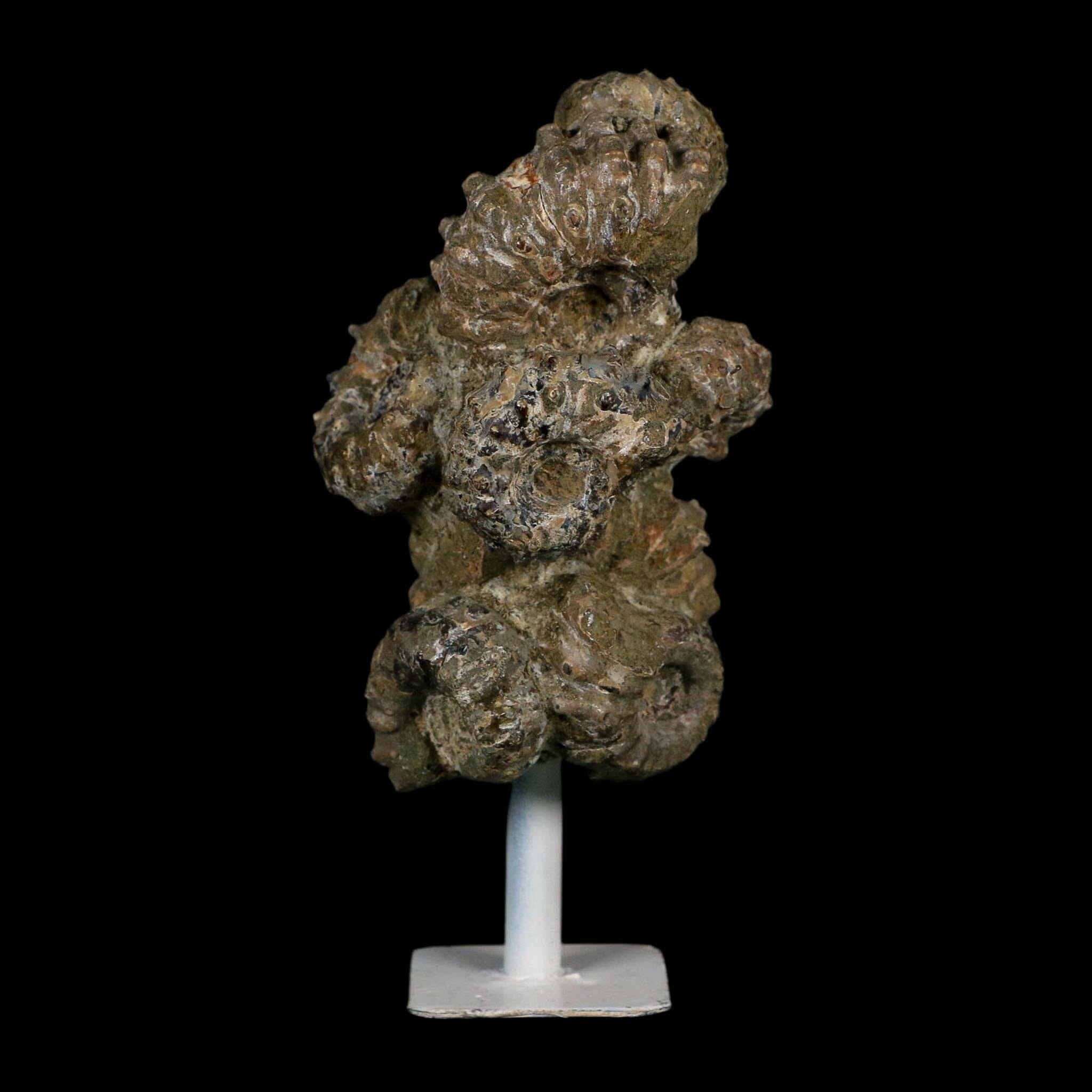 4.1" Douvilleiceras Tractor Ammonite Fossil Cluster on Stand Madagascar Jurassic Age