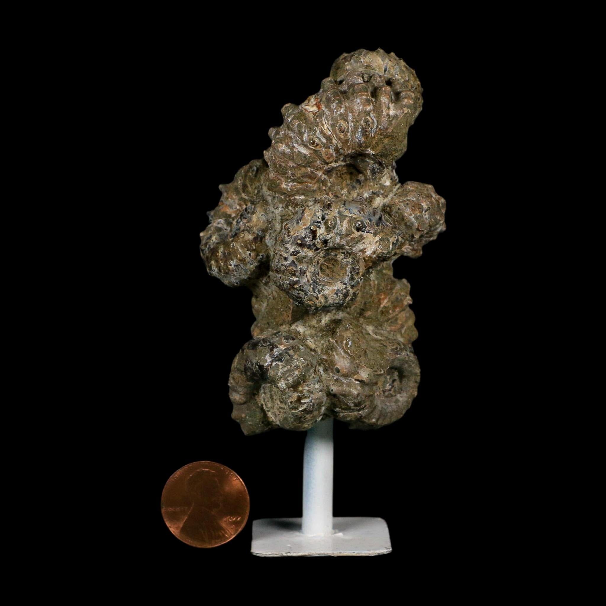 4.1" Douvilleiceras Tractor Ammonite Fossil Cluster on Stand Madagascar Jurassic Age