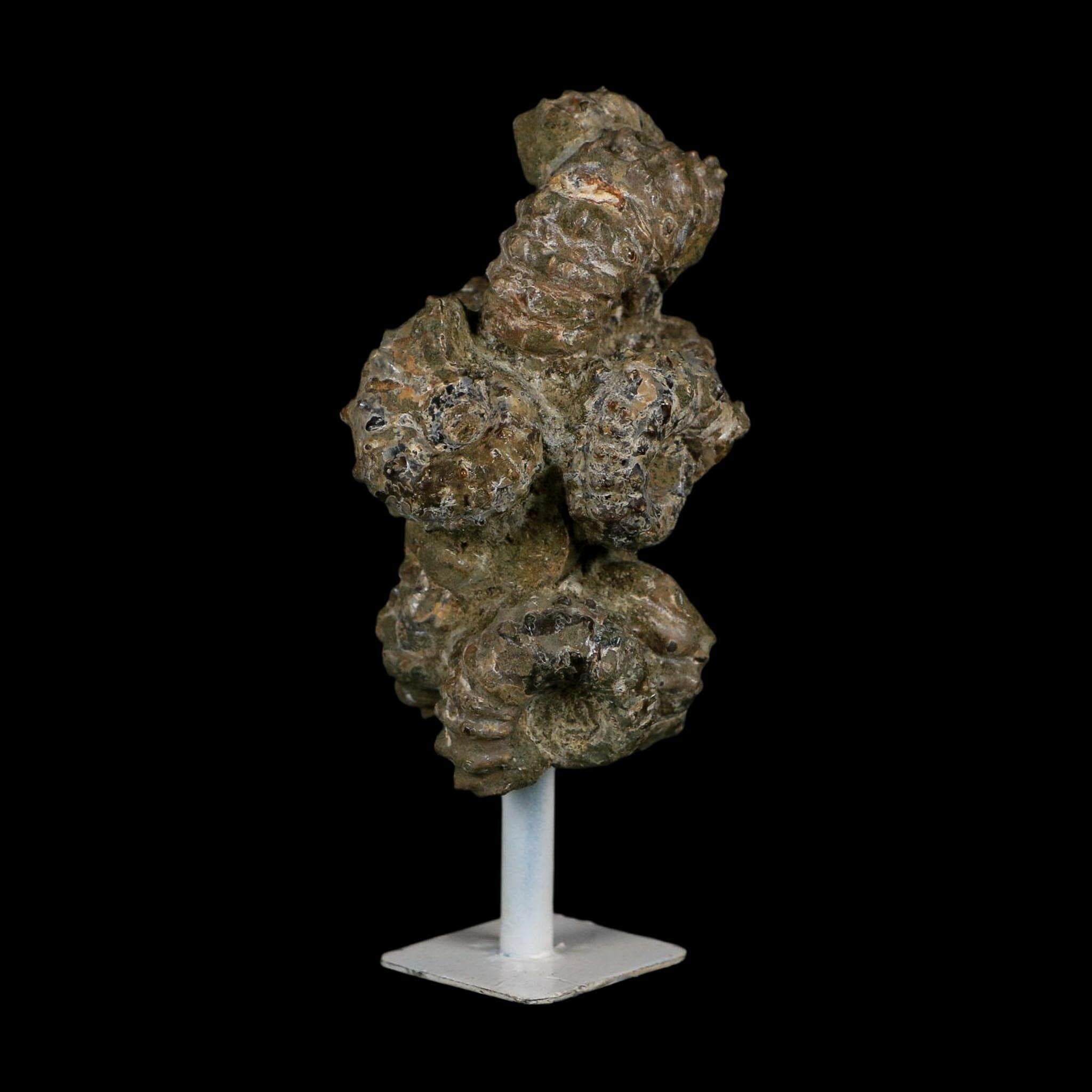 4.1" Douvilleiceras Tractor Ammonite Fossil Cluster on Stand Madagascar Jurassic Age