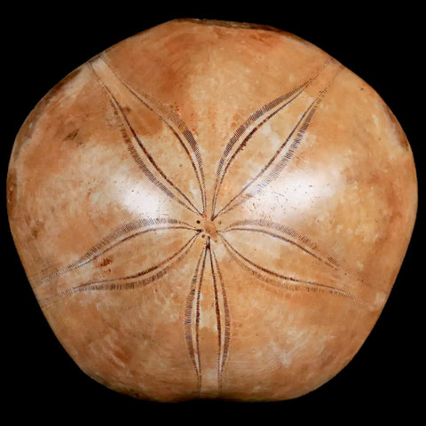 80MM Pygurus Marmonti Sea Urchin Fossil Sand Dollar Jurassic Age Madagascar - Fossil Age Minerals