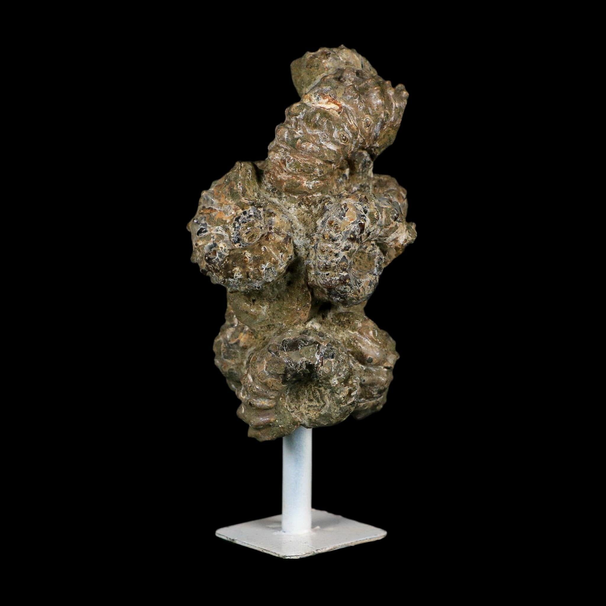 4.1" Douvilleiceras Tractor Ammonite Fossil Cluster on Stand Madagascar Jurassic Age