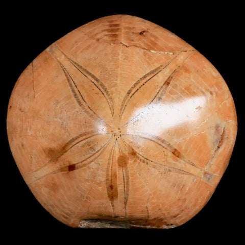 76MM Pygurus Marmonti Sea Urchin Fossil Sand Dollar Jurassic Age Madagascar - Fossil Age Minerals