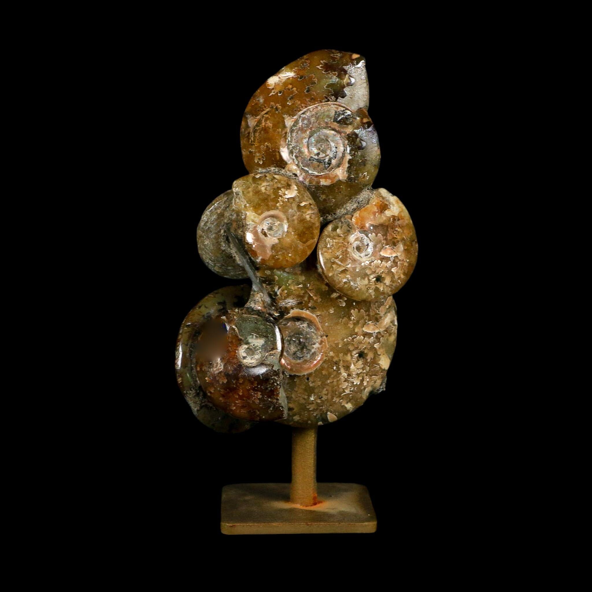 4.6" Cleoniceras Ammonite Fossil Cluster on Stand Madagascar Jurassic Age - Fossil Age Minerals