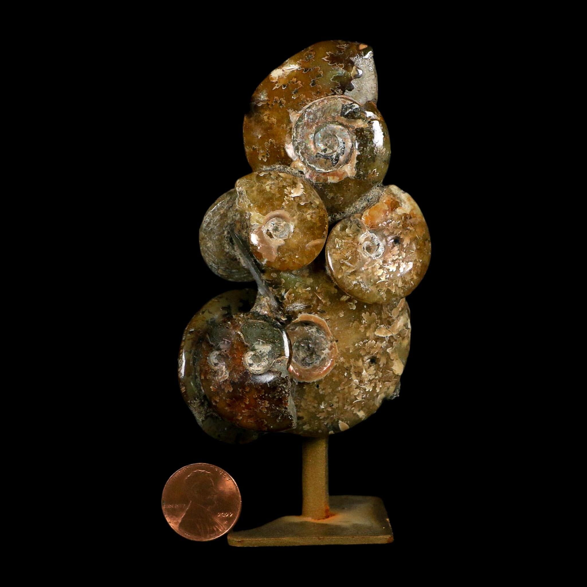 4.6" Cleoniceras Ammonite Fossil Cluster on Stand Madagascar Jurassic Age - Fossil Age Minerals