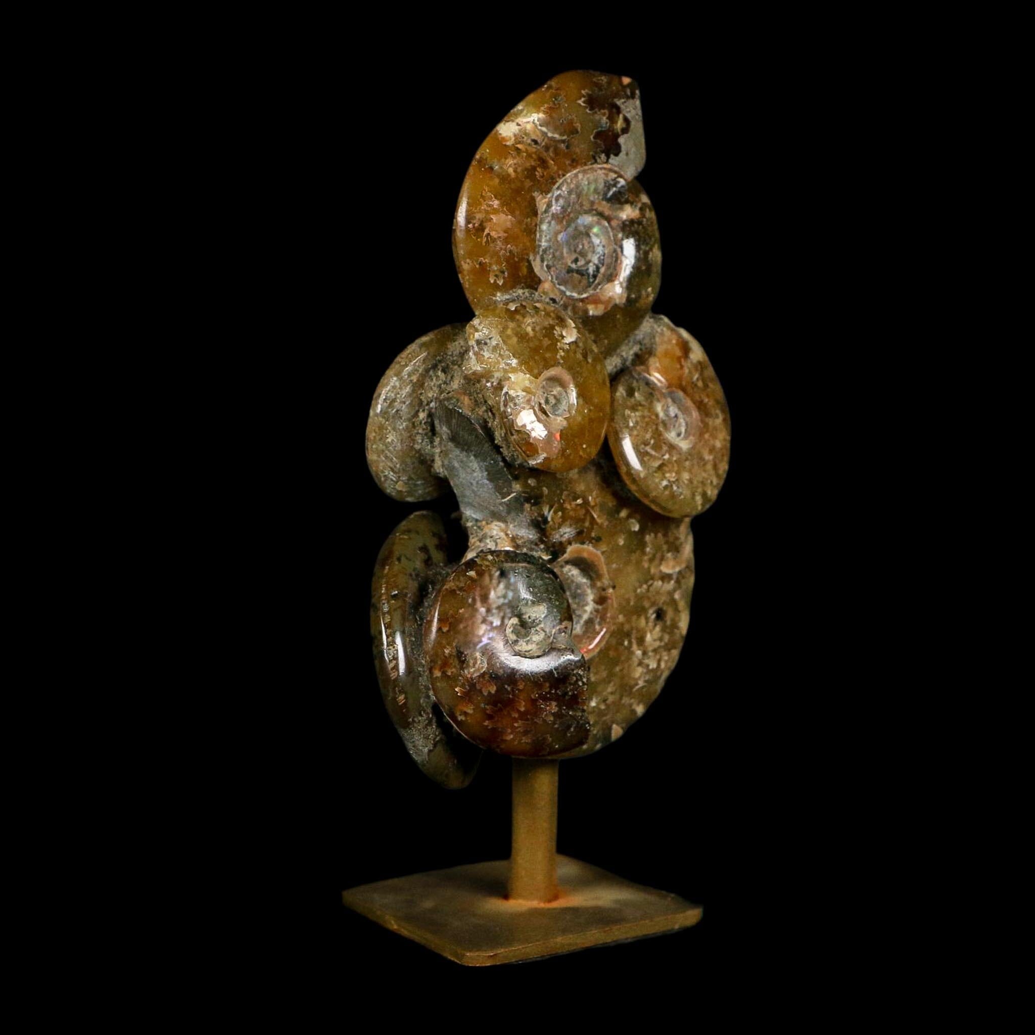 4.6" Cleoniceras Ammonite Fossil Cluster on Stand Madagascar Jurassic Age - Fossil Age Minerals