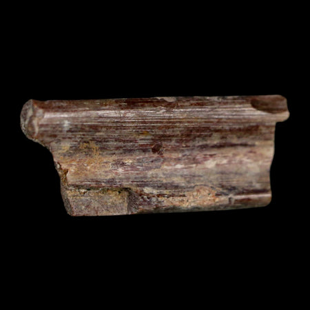 0.7" Dimetrodon Sail Spine Bone Fossil Permian Age Waurika Oklahoma COA, Display