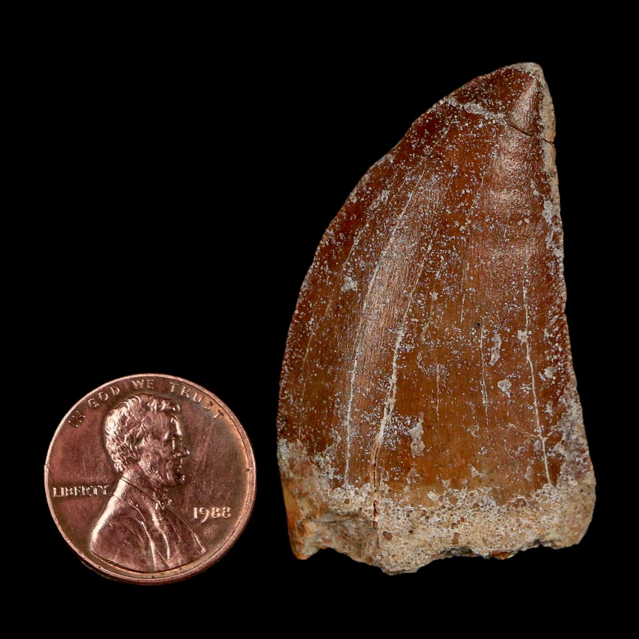 1.7" Carcharodontosaurus Fossil Tooth Cretaceous Dinosaur Morocco COA Stand - Fossil Age Minerals