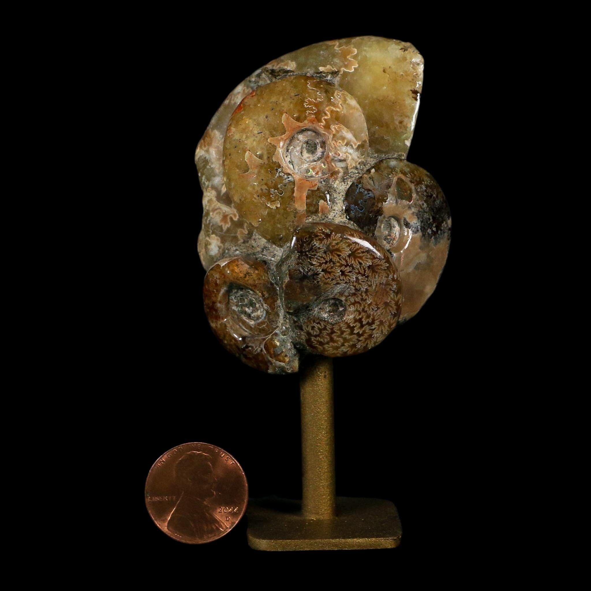 3.5" Cleoniceras Ammonite Fossil Cluster on Stand Madagascar Jurassic Age - Fossil Age Minerals