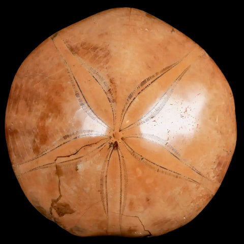 79MM Pygurus Marmonti Sea Urchin Fossil Sand Dollar Jurassic Age Madagascar - Fossil Age Minerals