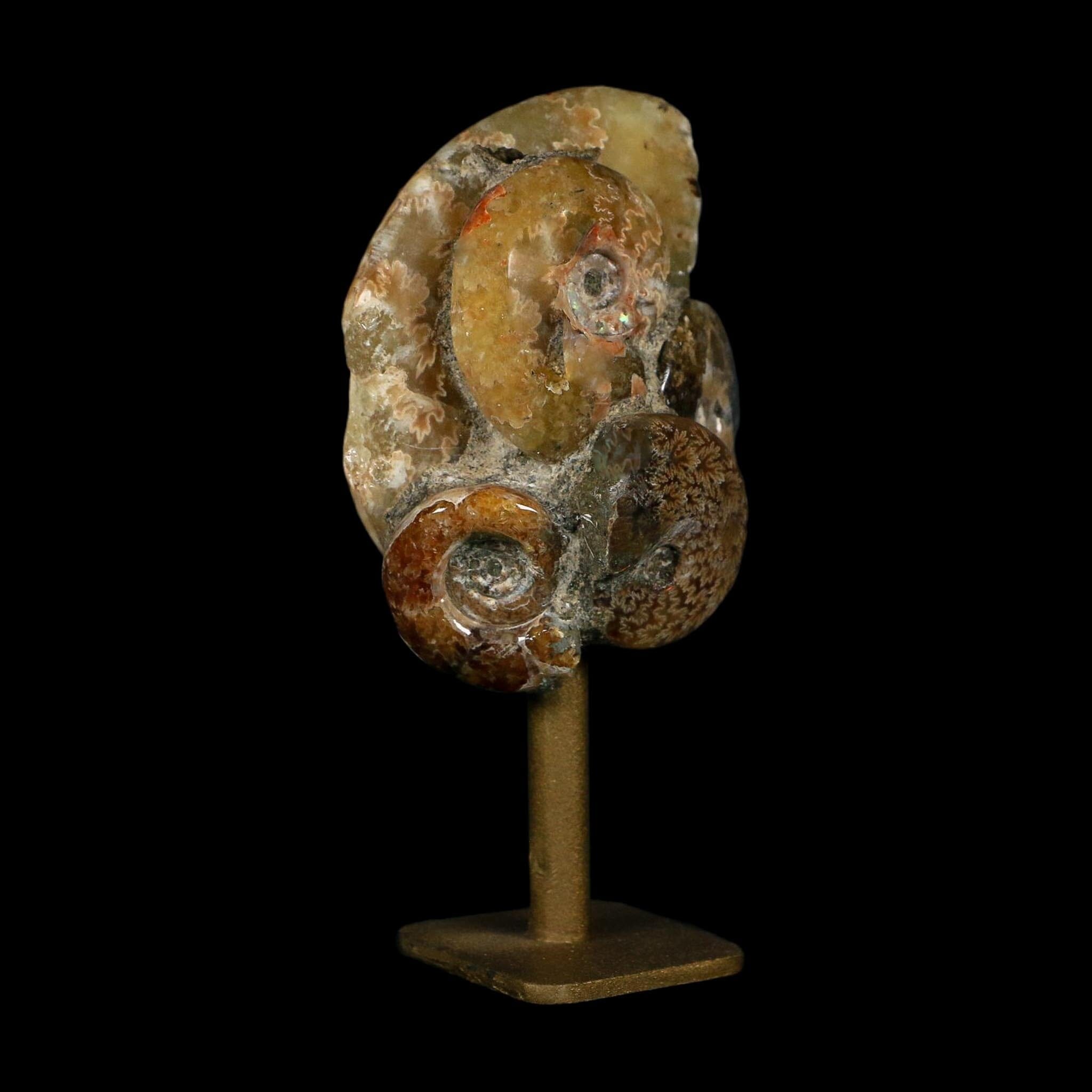 3.5" Cleoniceras Ammonite Fossil Cluster on Stand Madagascar Jurassic Age - Fossil Age Minerals