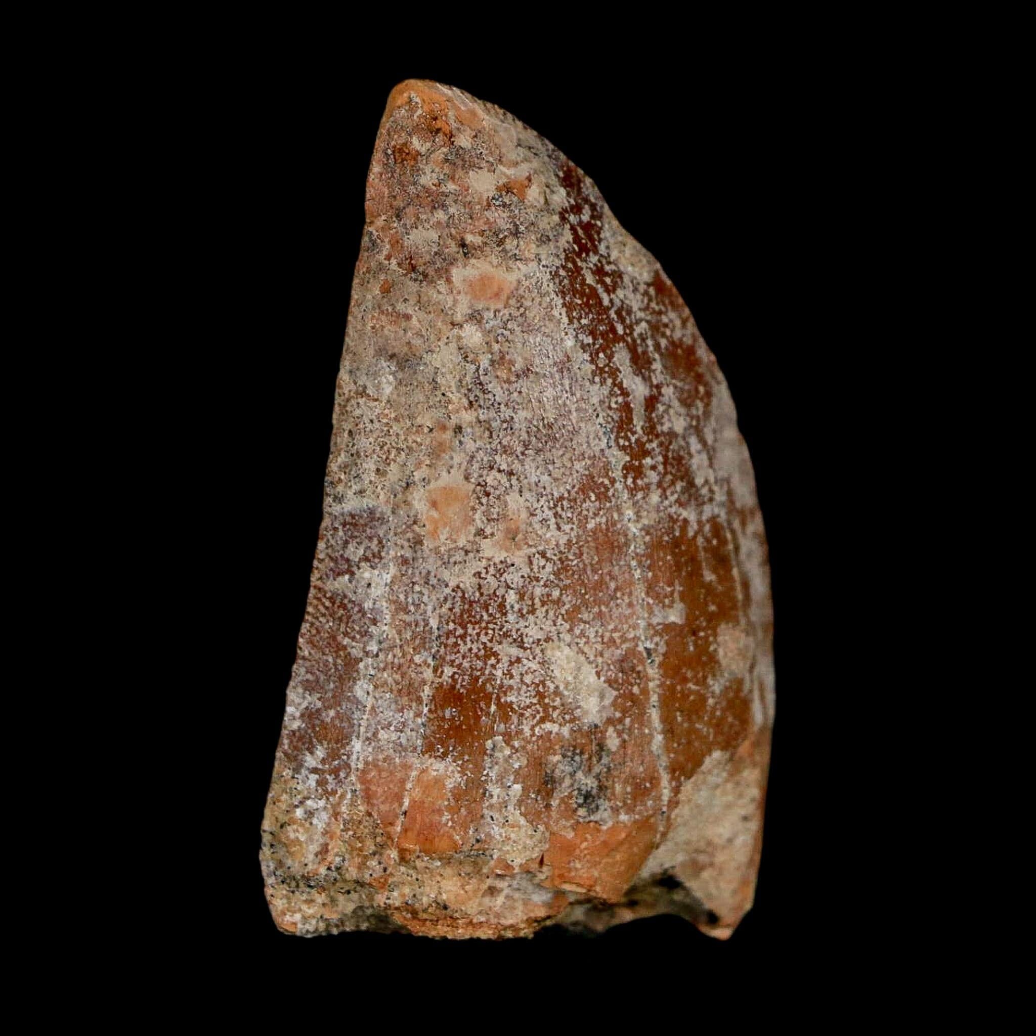 1.7" Carcharodontosaurus Fossil Tooth Cretaceous Dinosaur Morocco COA Stand - Fossil Age Minerals